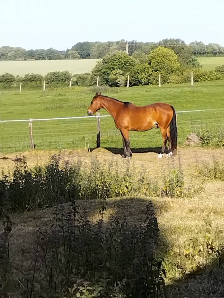 Cheval à donner contre bon soin