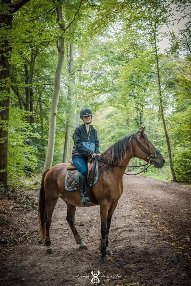 Cheval à donner contre bon soin