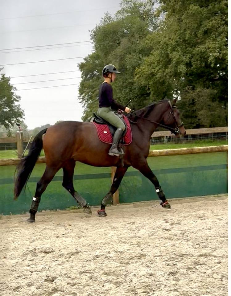 Hongre 4 ans x Furstenball orienté dressage 