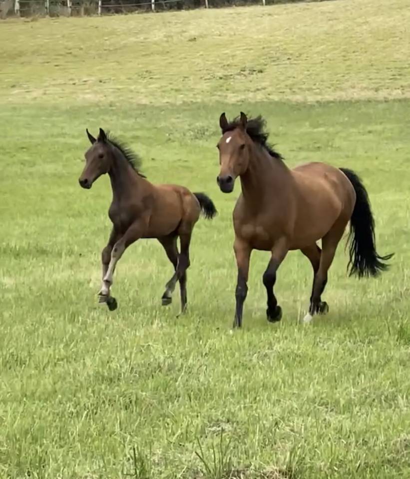 Hongre 4 ans x Furstenball orienté dressage 