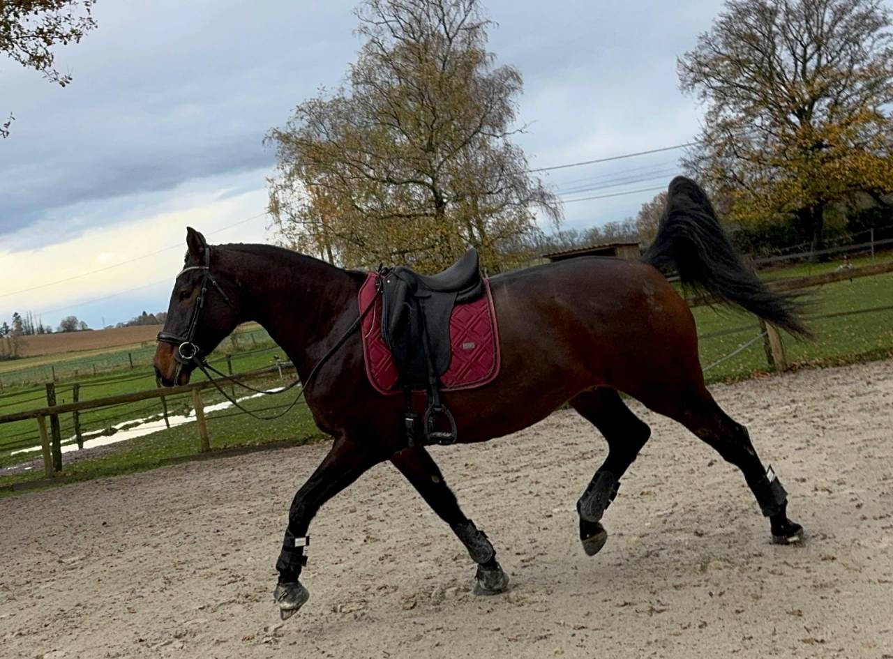 Hongre 4 ans x Furstenball orienté dressage 