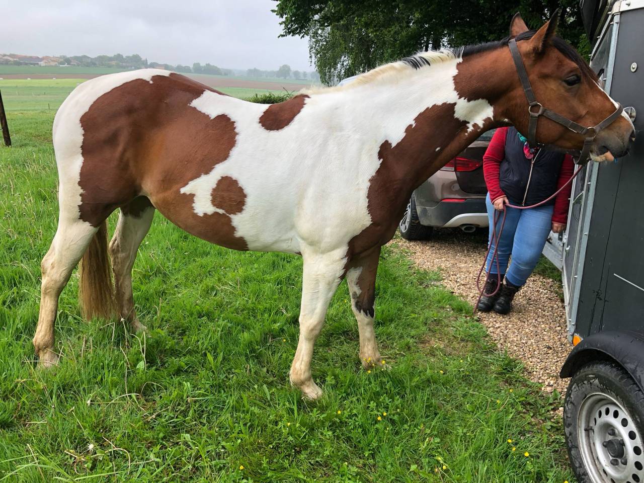 Beau et gentil Paint Horse