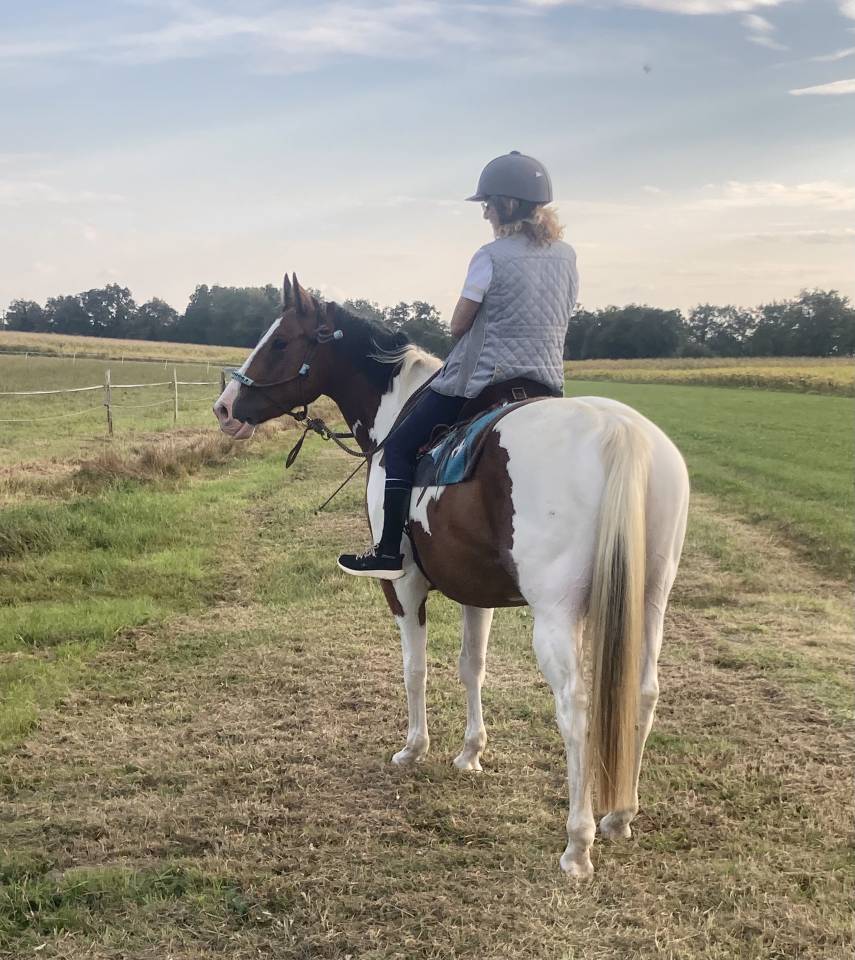 Beau et gentil Paint Horse