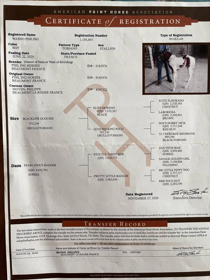 Beau et gentil Paint Horse