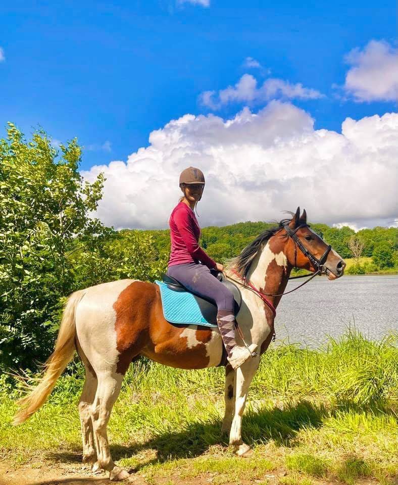 Beau et gentil Paint Horse