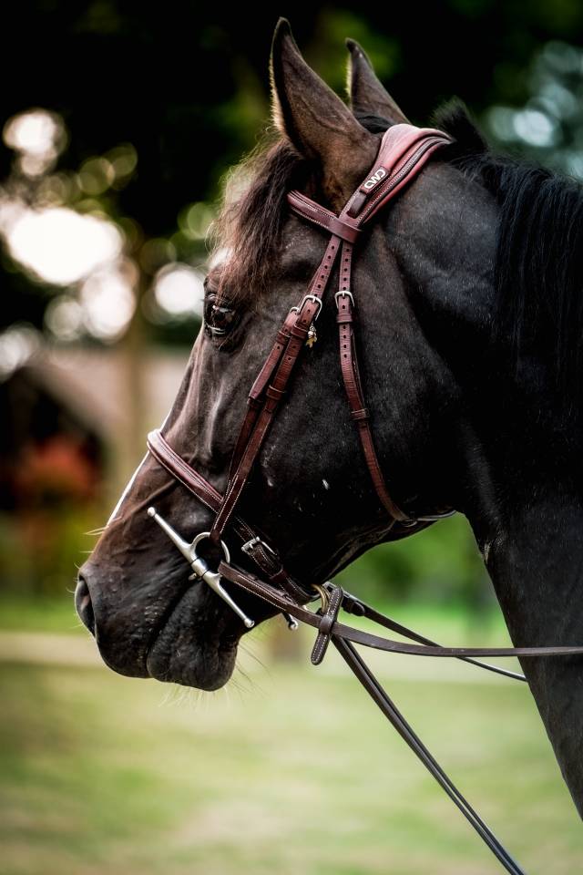 Mâle 5 ans idéal CSO CCE