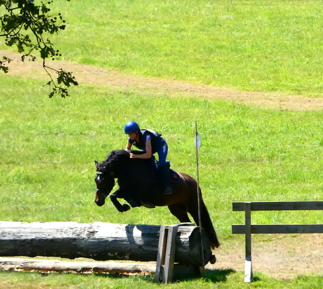 Jument Welsh K 5 ans