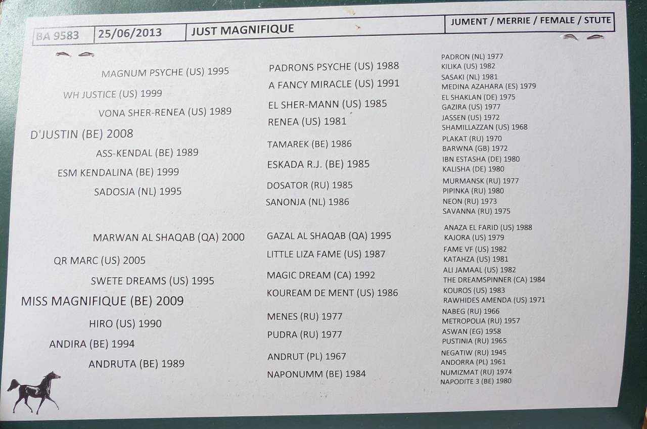 Jument pur sang arabe 12 ans 