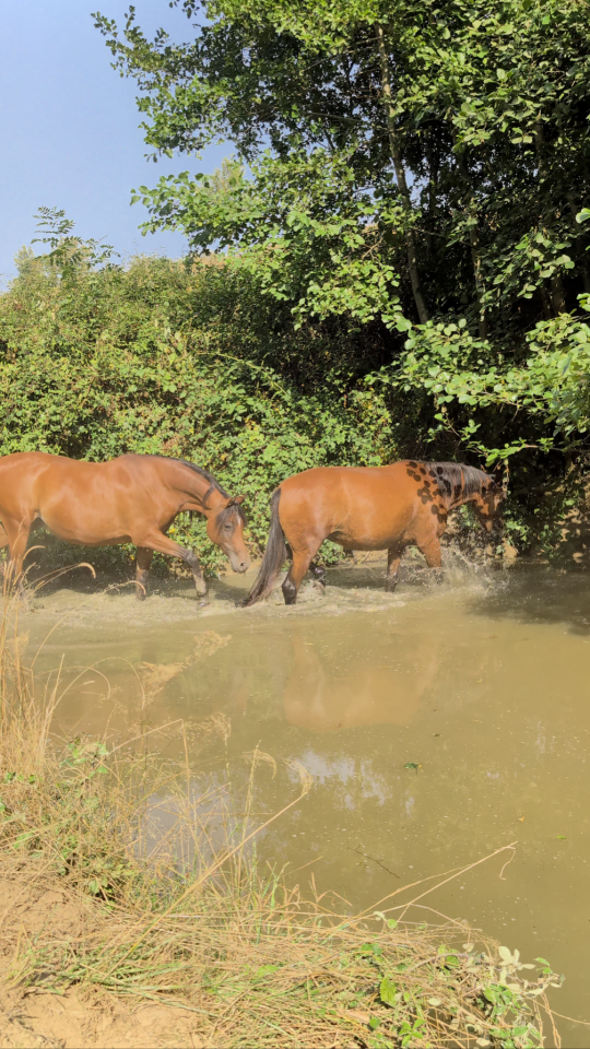 Jument pur sang arabe 12 ans 