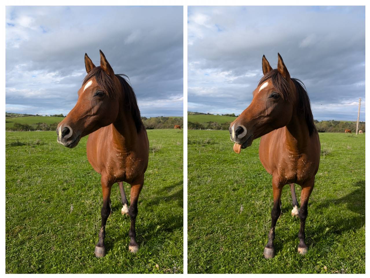 Jument pur sang arabe 12 ans 