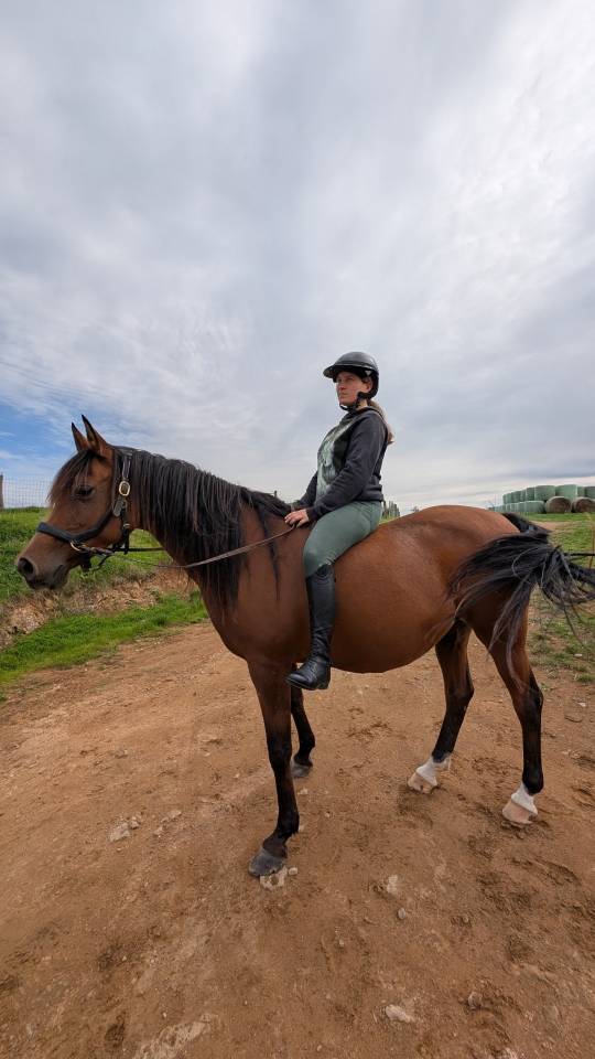 Jument pur sang arabe 12 ans 