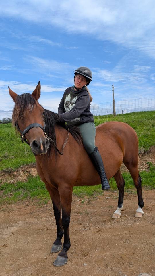 Jument pur sang arabe 12 ans 