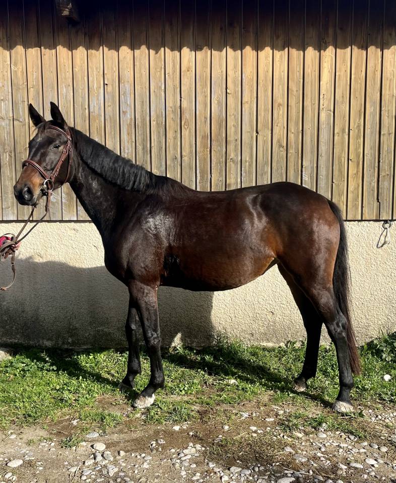 Belle jument de sport SF