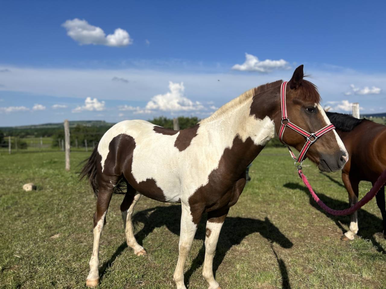 Hongre Oncp à vendre 