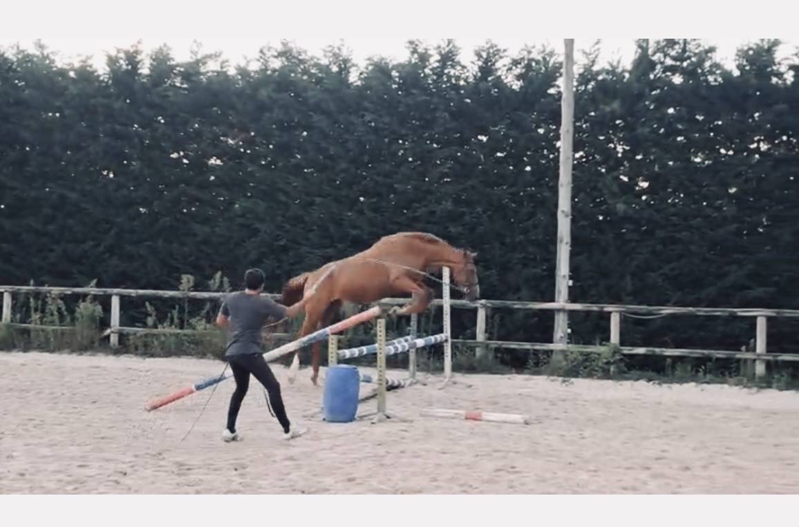 Magnifique jument de sport 