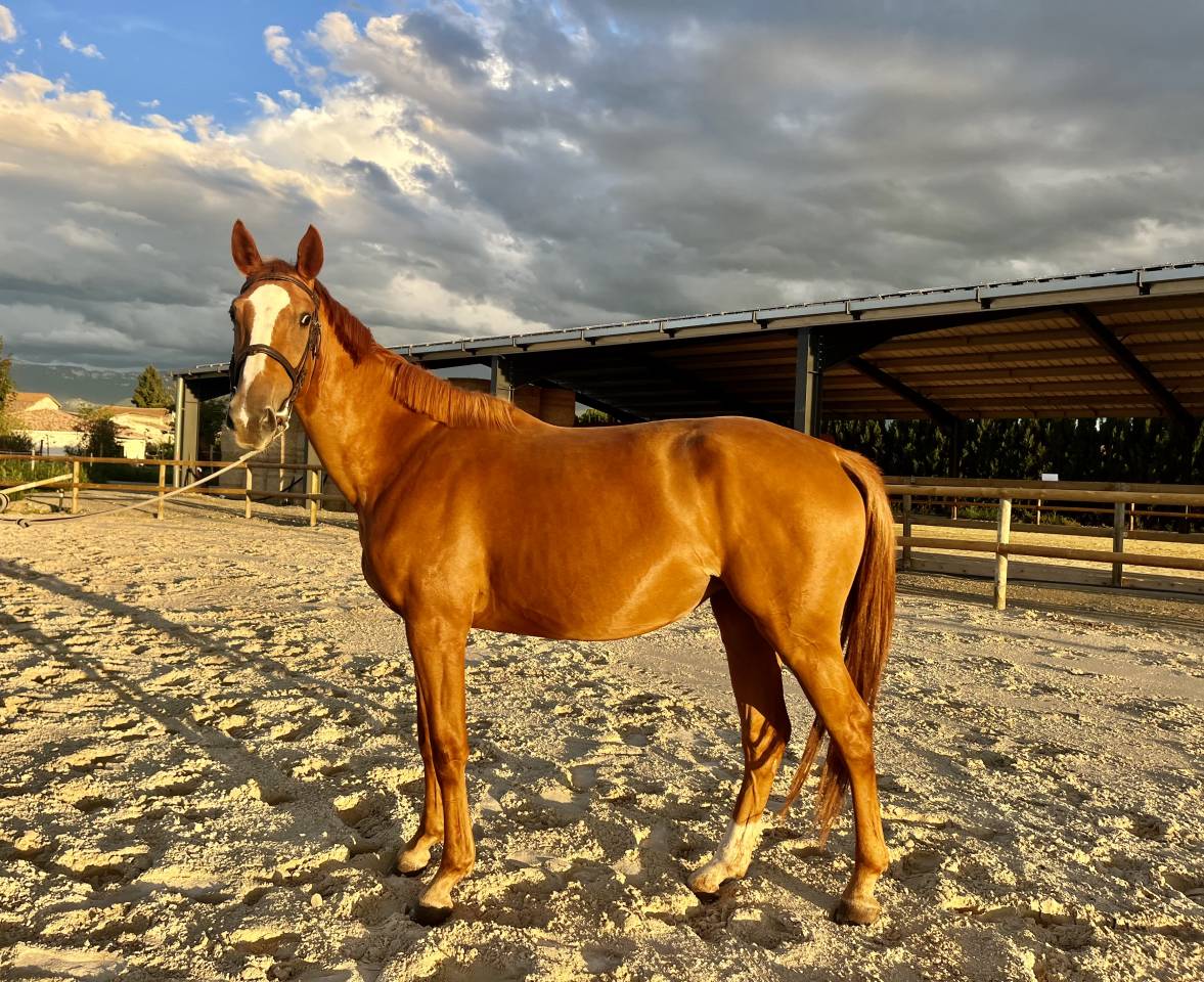 Magnifique jument de sport 