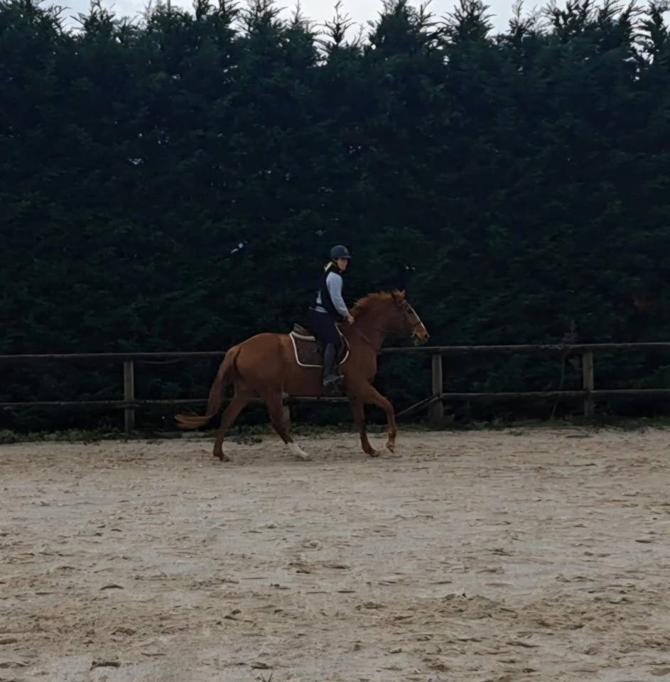 Magnifique jument de sport 