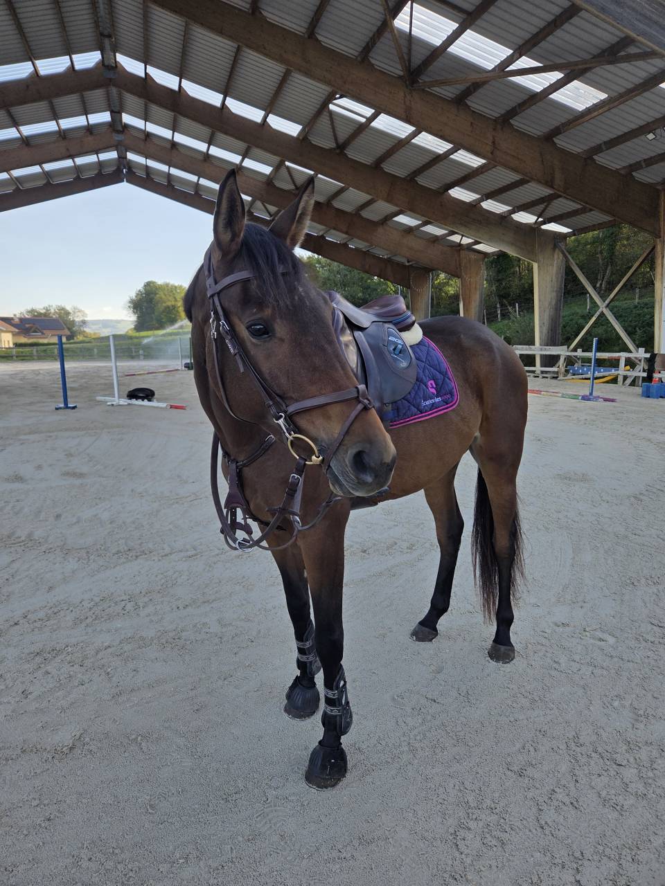Cheval de sport - Selle Français - Hongre né en 2021