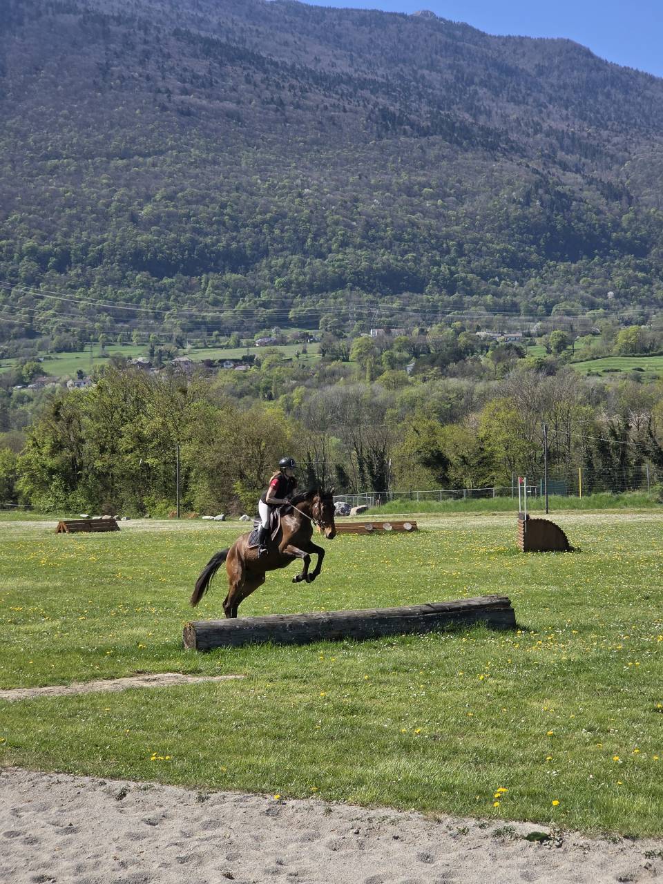 Cheval de sport - Selle Français - Hongre né en 2021