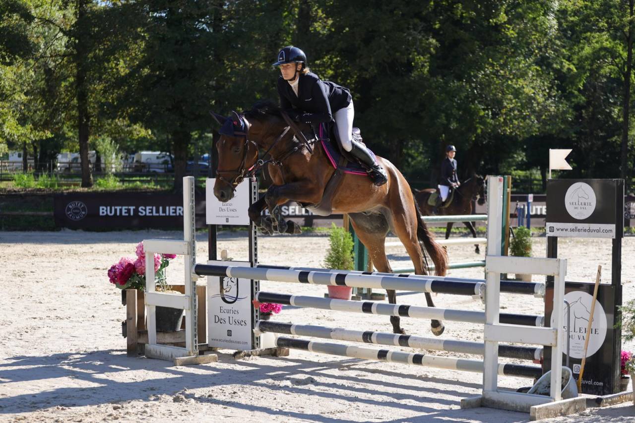 Cheval de sport - Selle Français - Hongre né en 2021