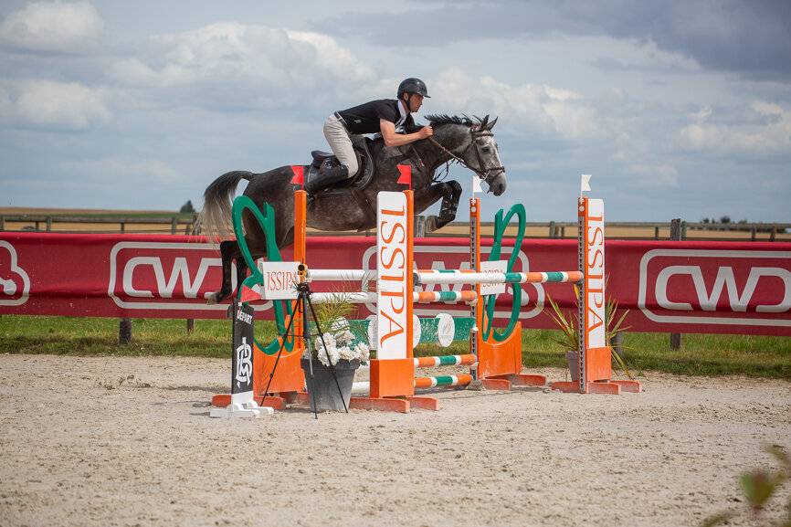 Super hongre de 5 ans 