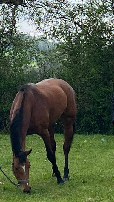 JUMENT JANIFRANE LUTH 6 ANS