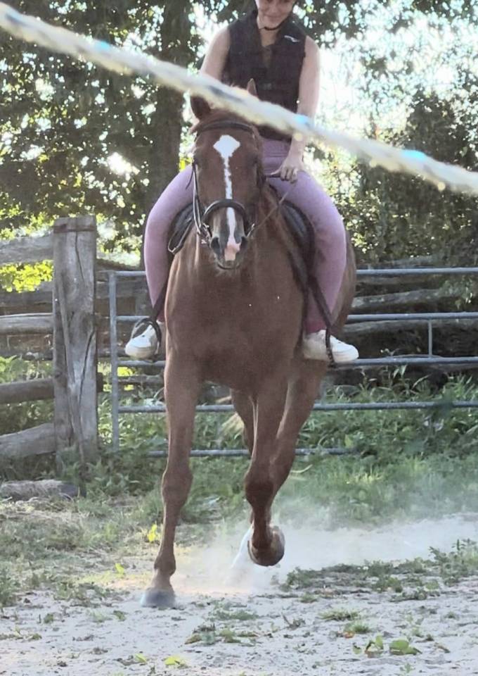 TROTTEUR FRANCAIS REFORME COURSES 2024