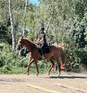 TROTTEUR FRANCAIS REFORME COURSES 2024