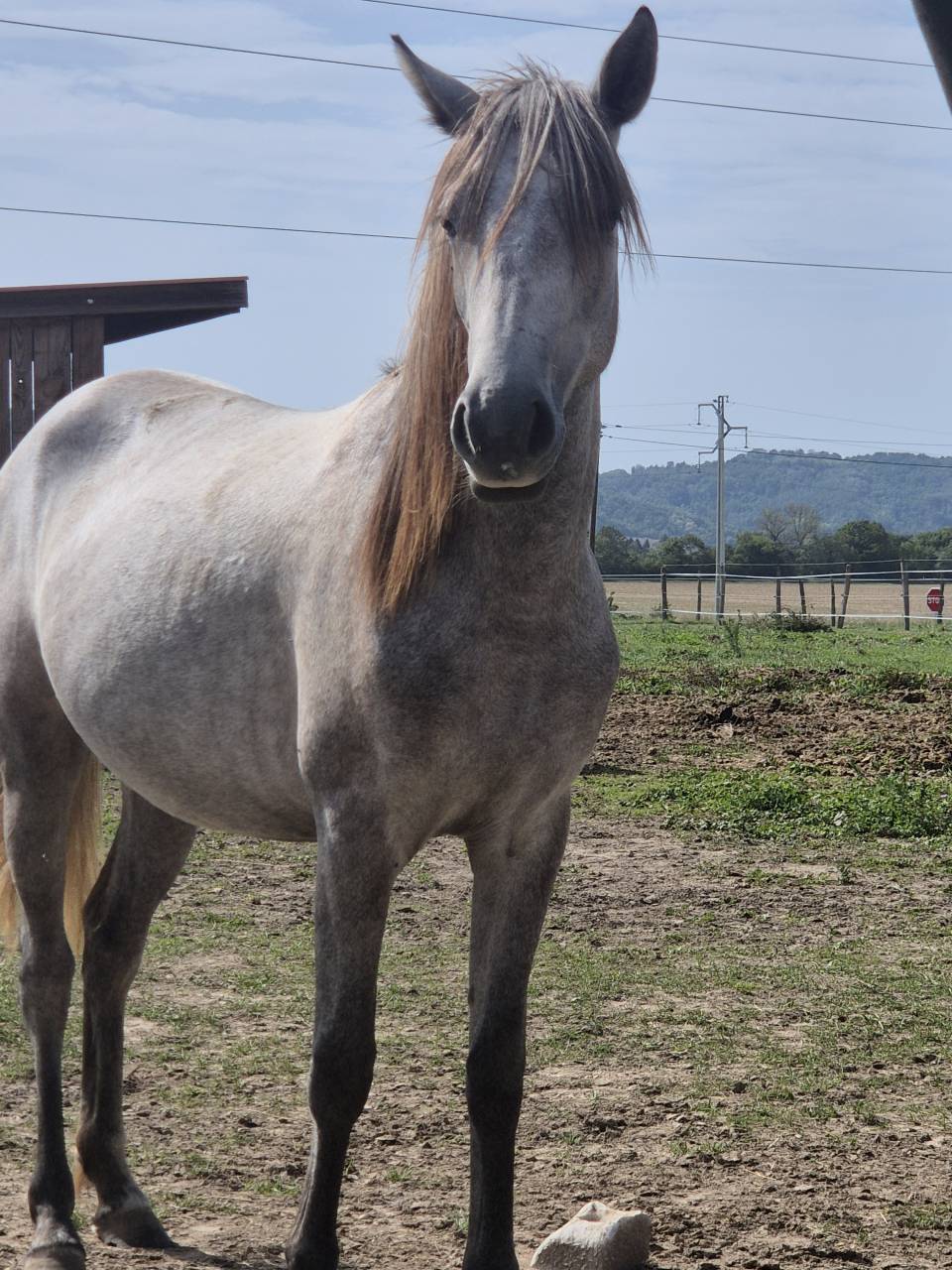  Okera, Pouliche Oc Connemara de bientôt 2 ans 