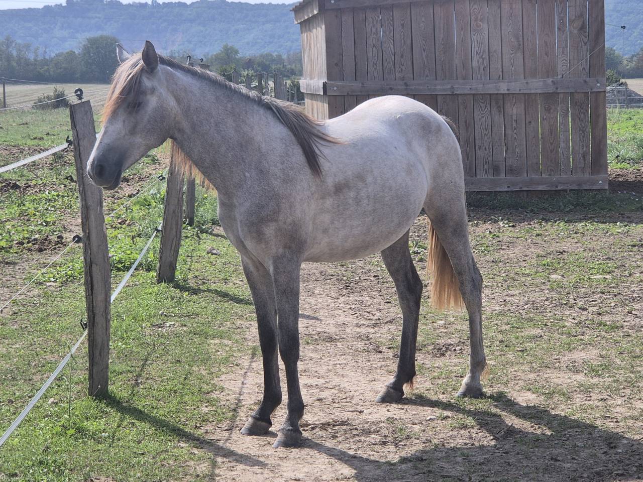 Okera, Pouliche Oc Connemara de bientôt 2 ans 