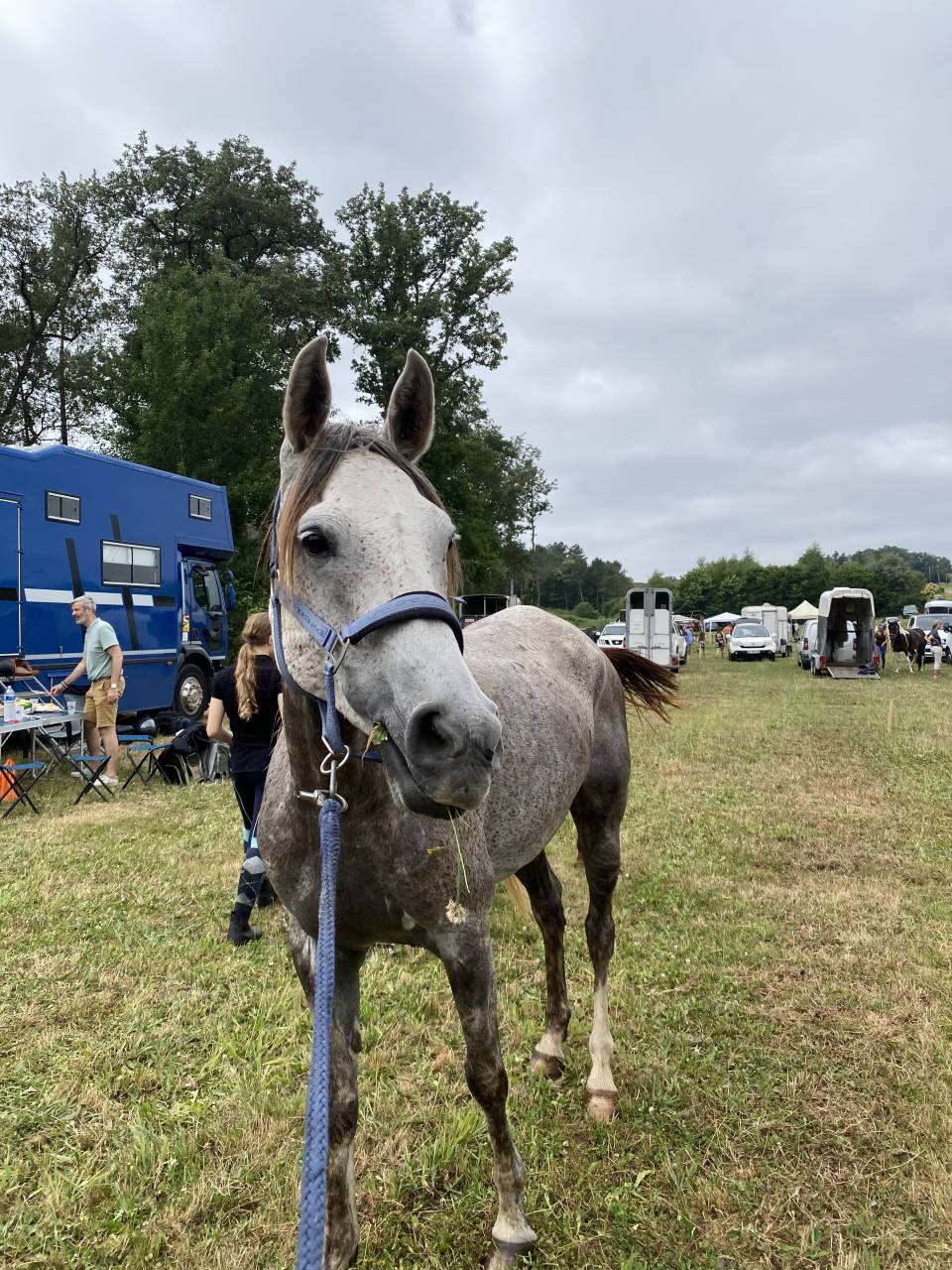 Vente de cheval arabe d'endurance