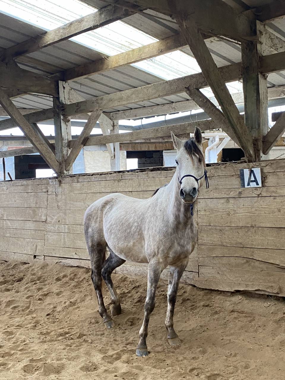 Vente de cheval arabe d'endurance