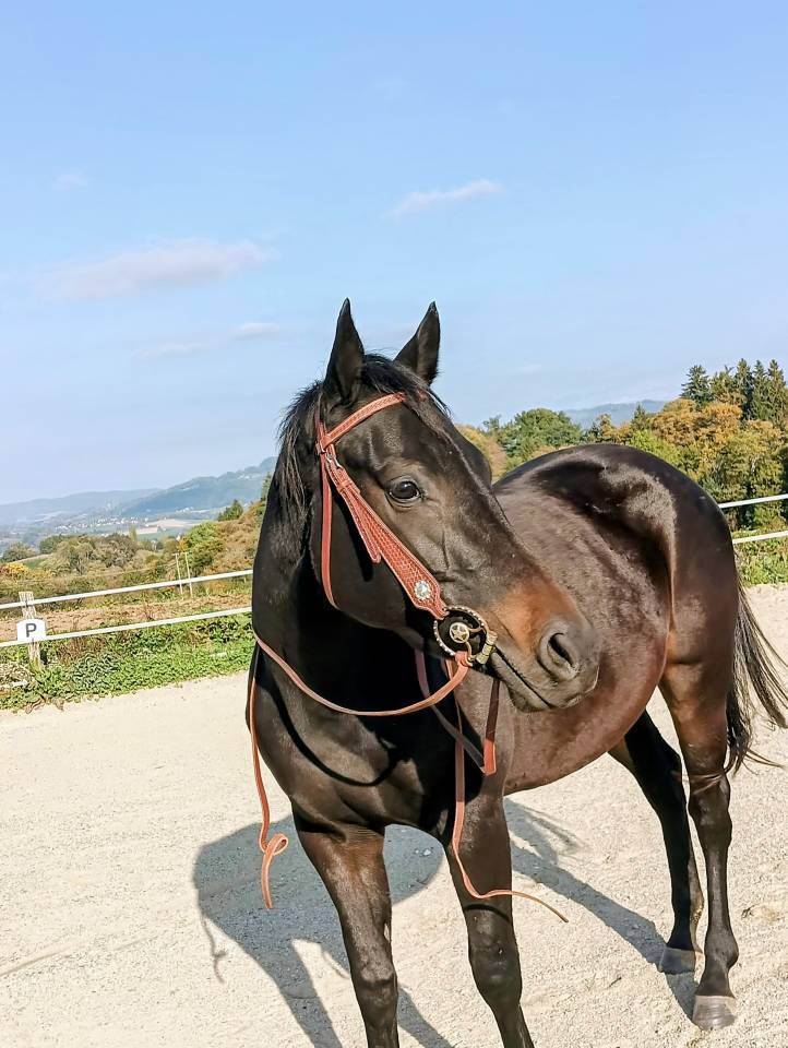 Jument de loisirs 3 ans