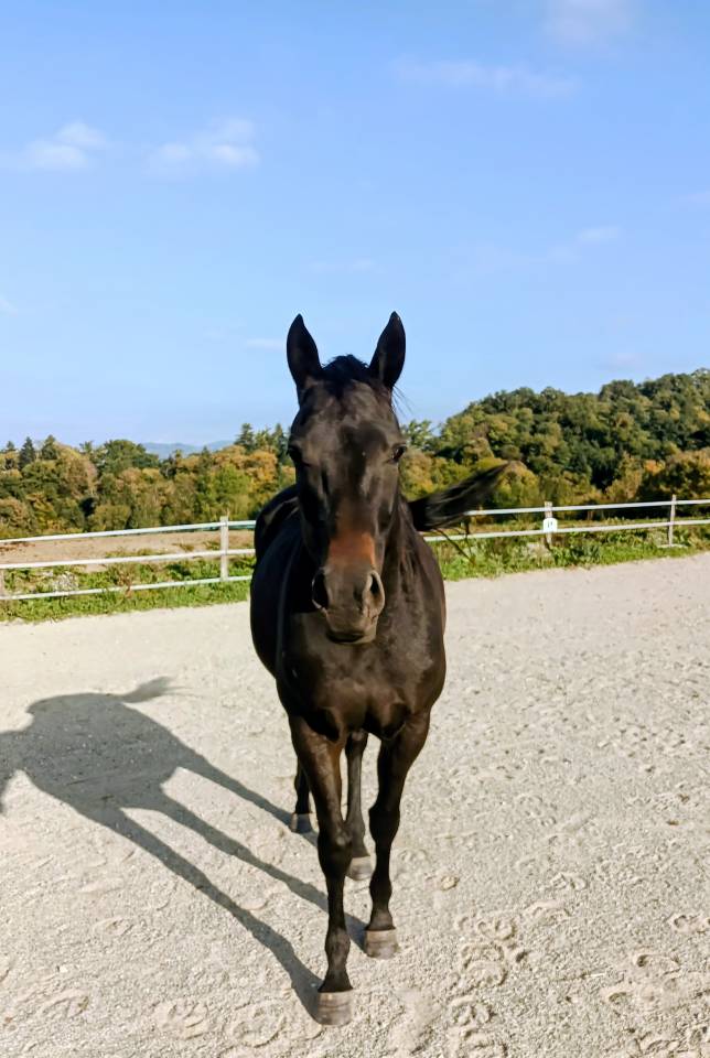 Jument de loisirs 3 ans