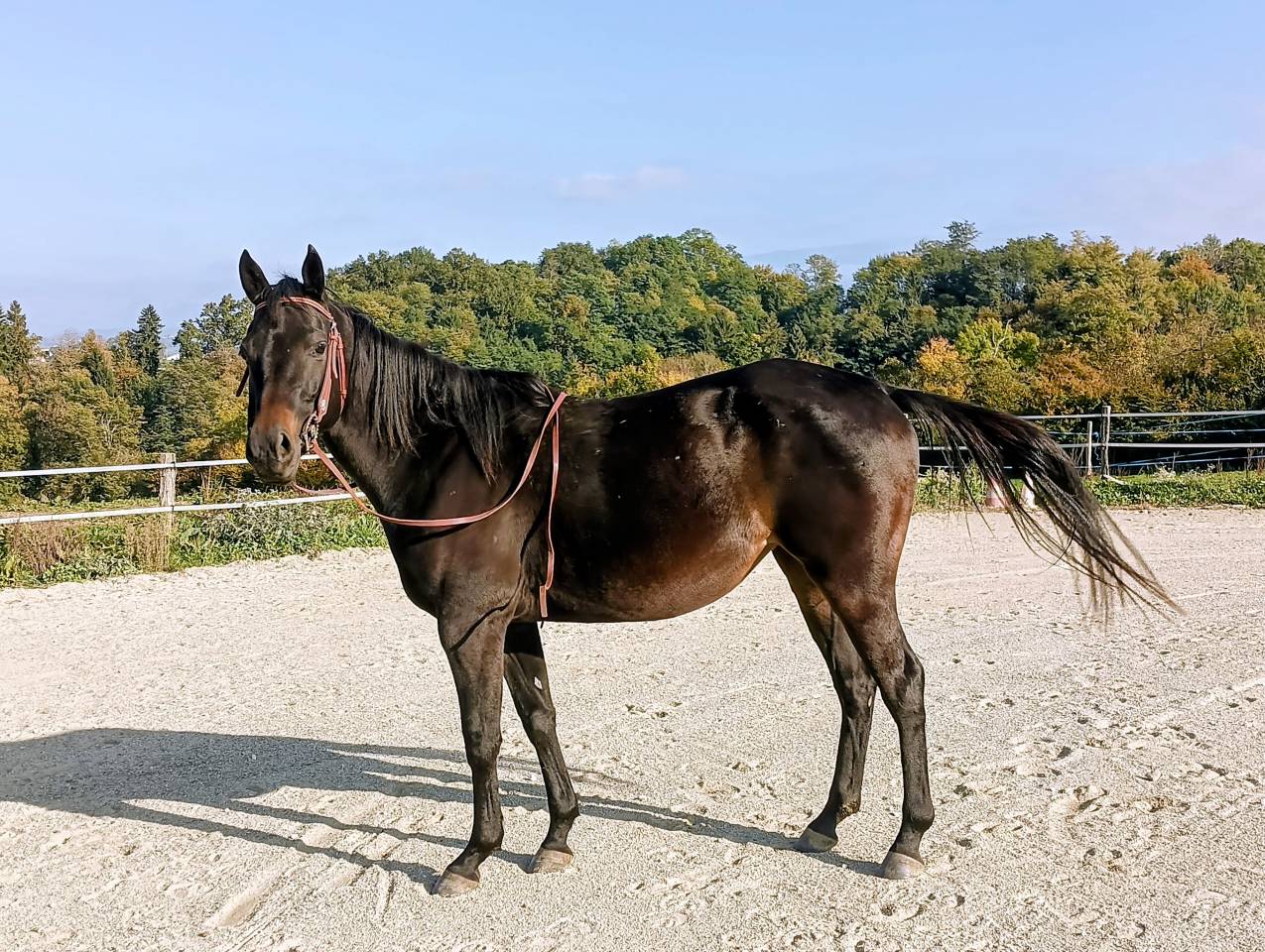 Jument de loisirs 3 ans