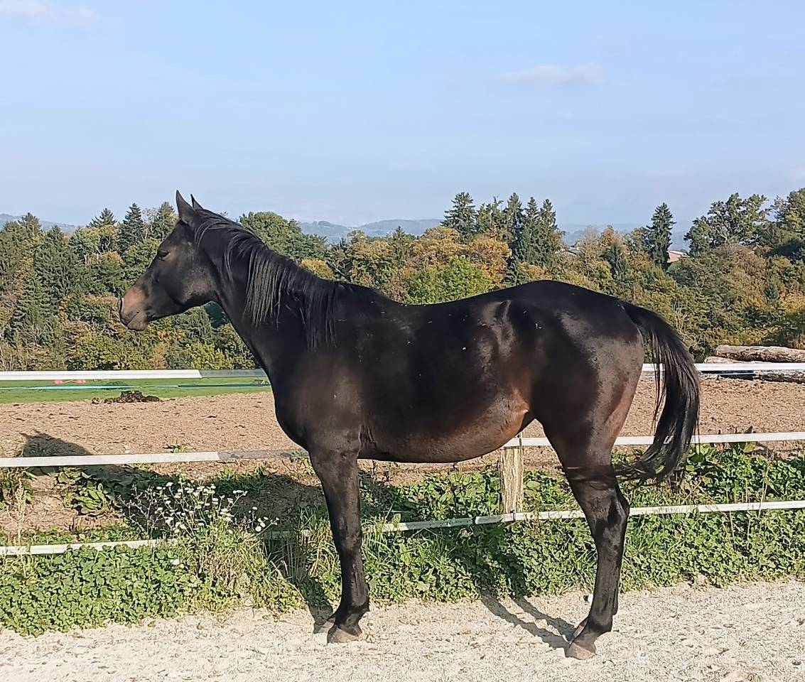 Jument de loisirs 3 ans