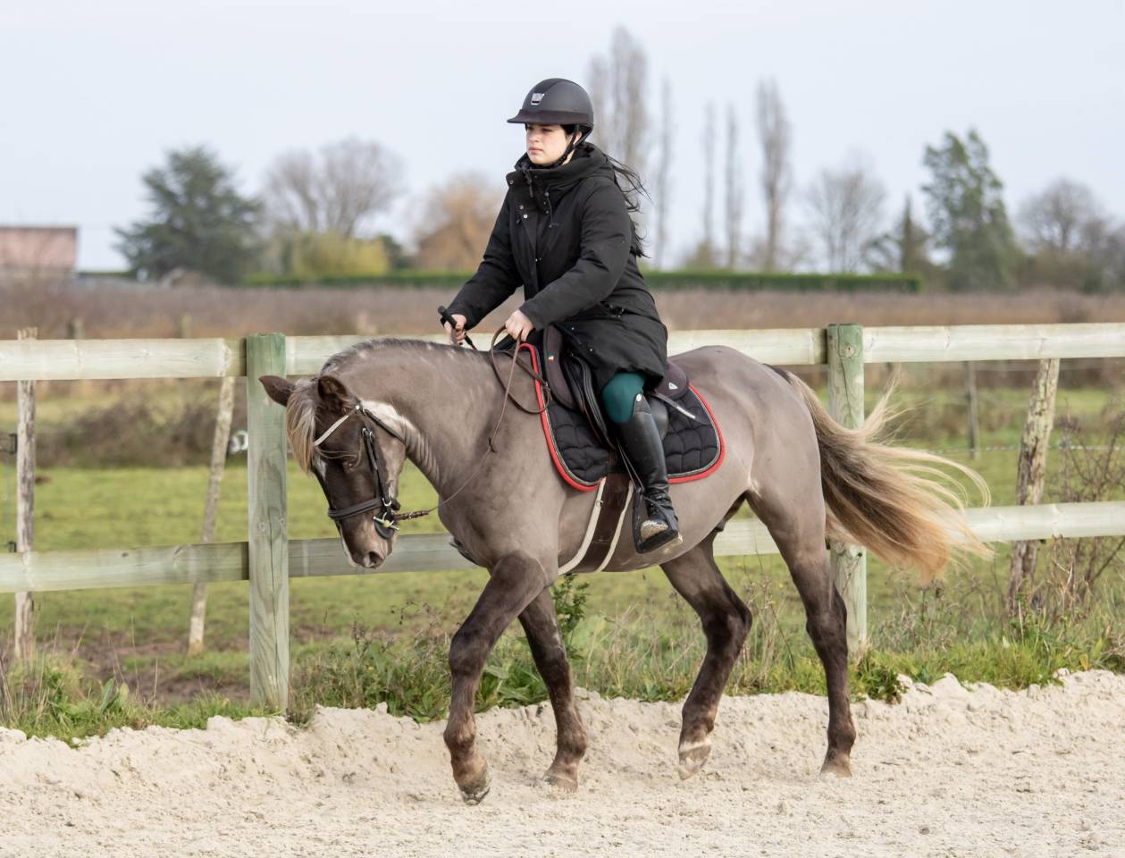Saillie étalon poney D Silver approuvé AES