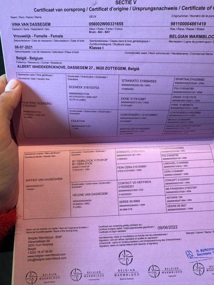 JUMENT DE 4 ANS AVEC DE LA QUALITÉ 