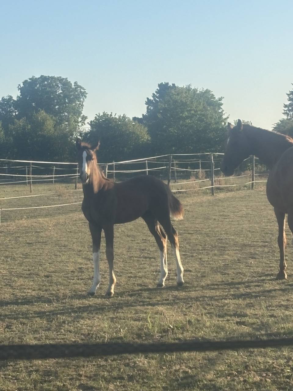 ✨ À réserver – Superbe poulain mâle 2025 ✨