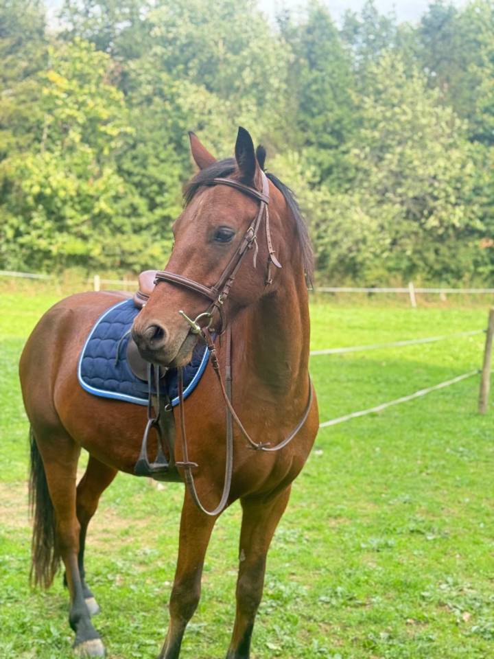 Hongre connemara de 5 ans 