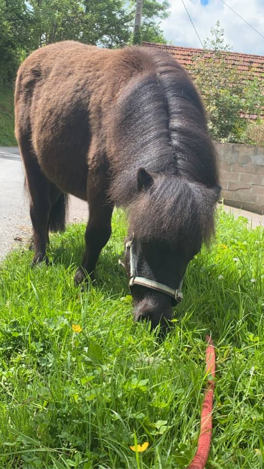 Newton - Poney shetland 