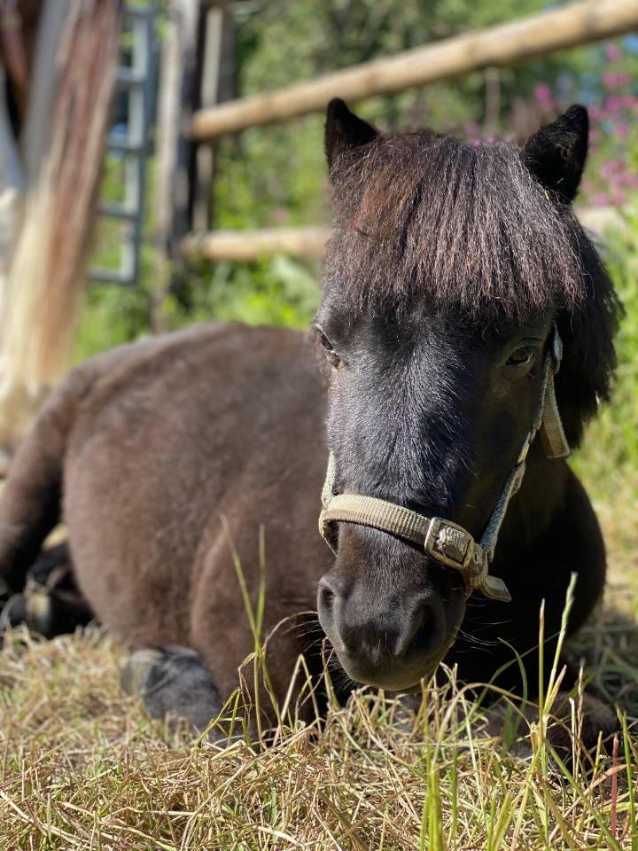Newton - Poney shetland 