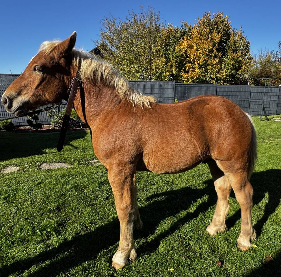 Poulain trait comtois