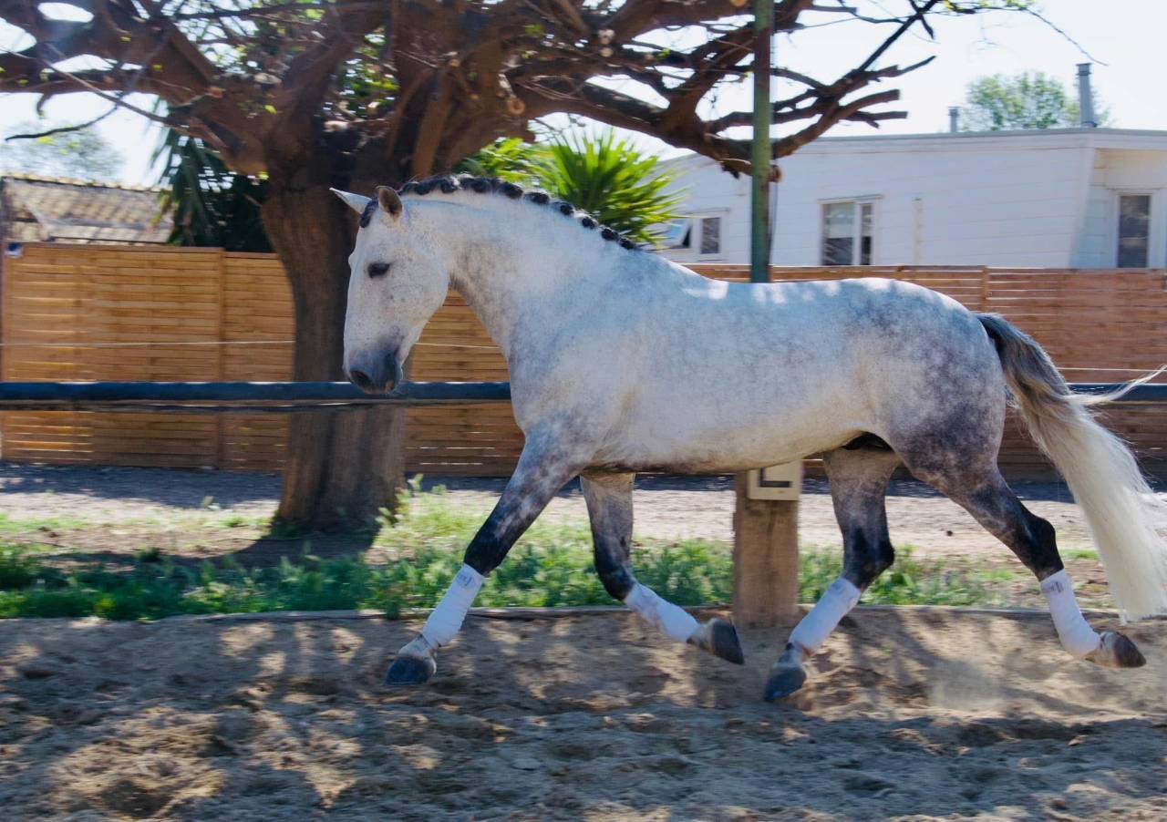 Lusitanien dressage 