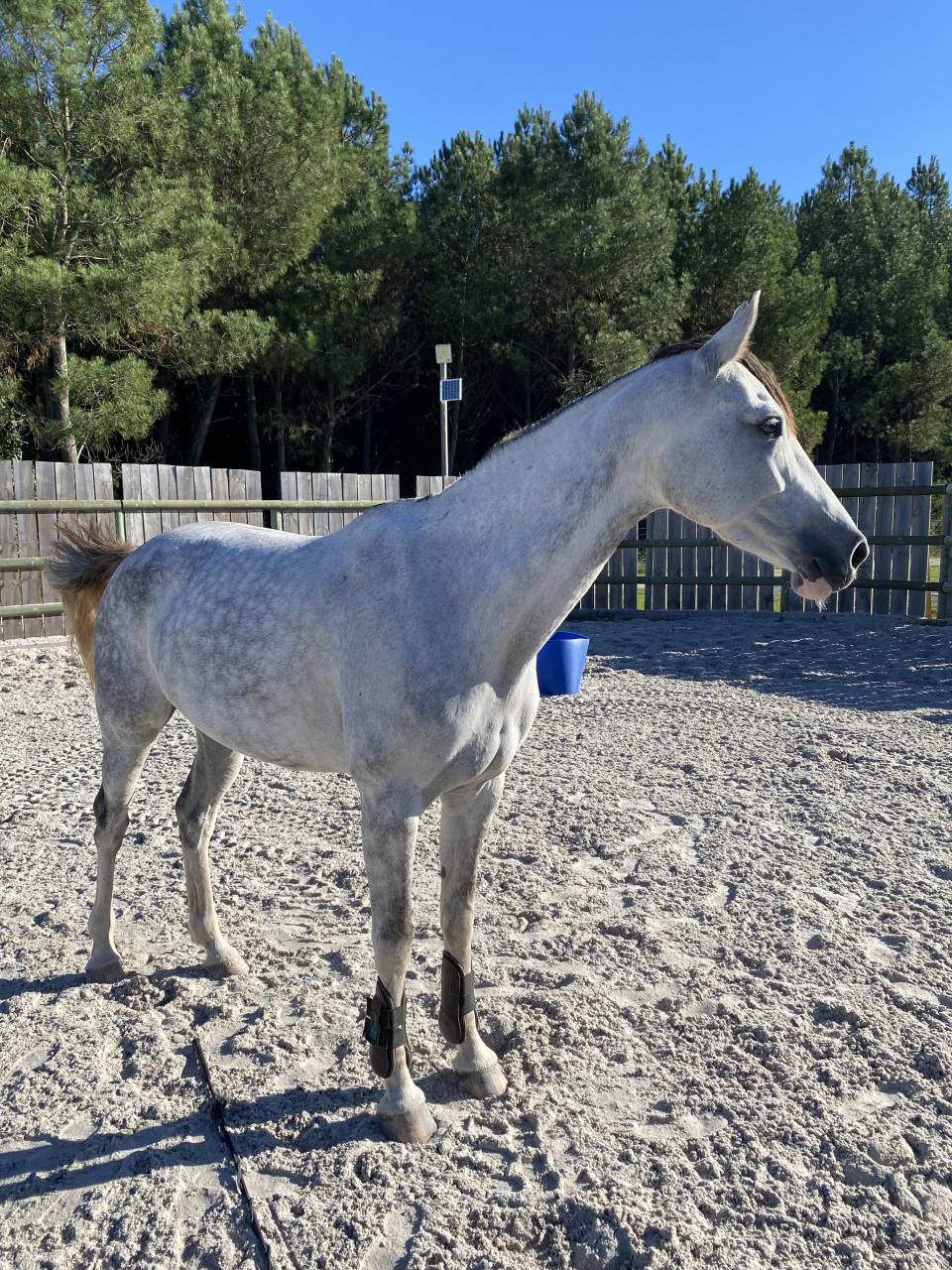 Jeune Jument pour Amateur 1