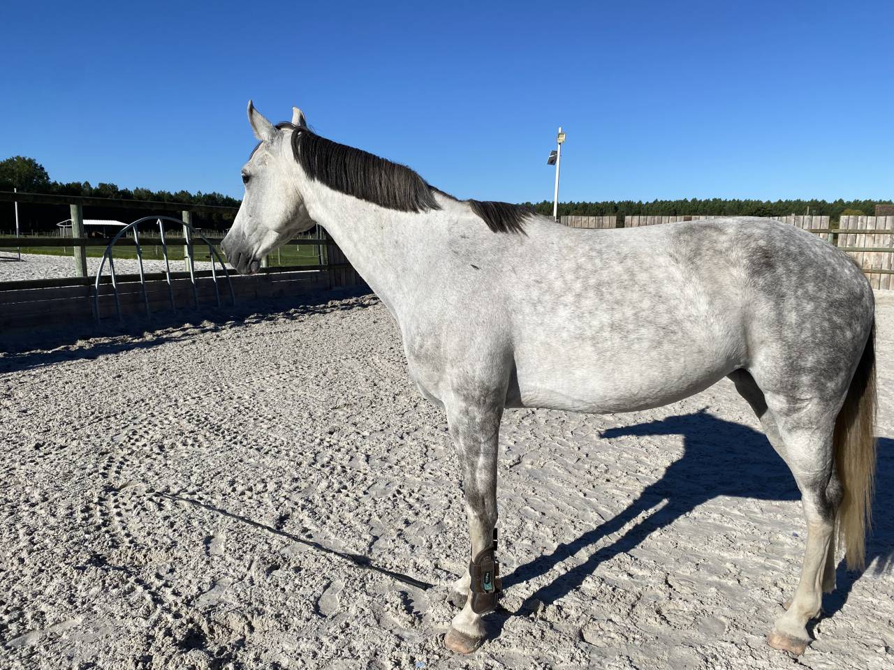 Jeune Jument pour Amateur 1