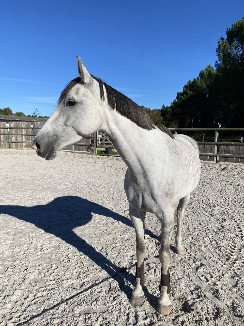 Jeune Jument pour Amateur 1