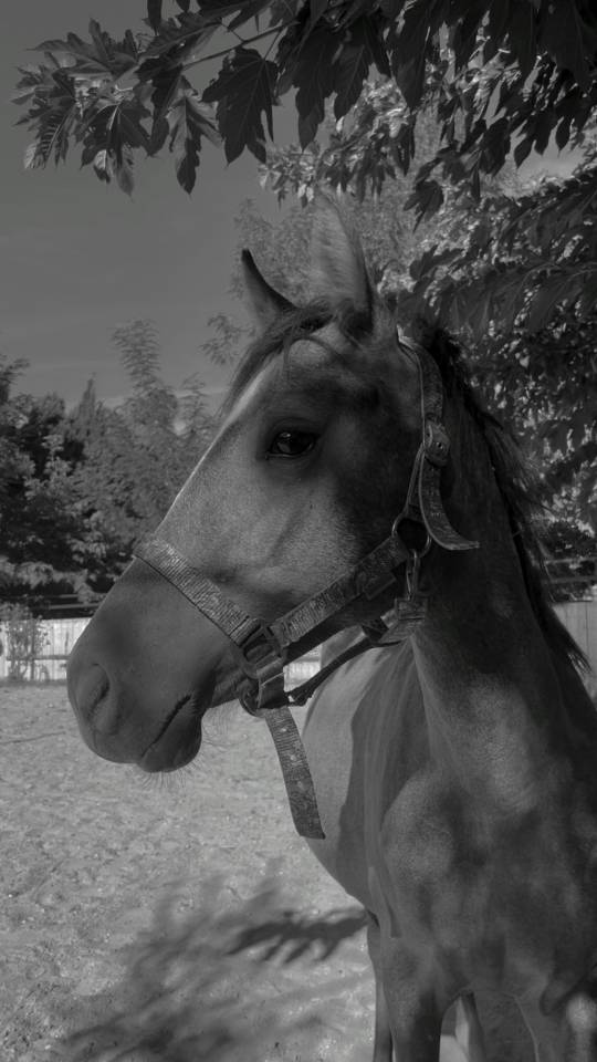 Jument d’1 an et demi, Pottok x Pur sang arabe 