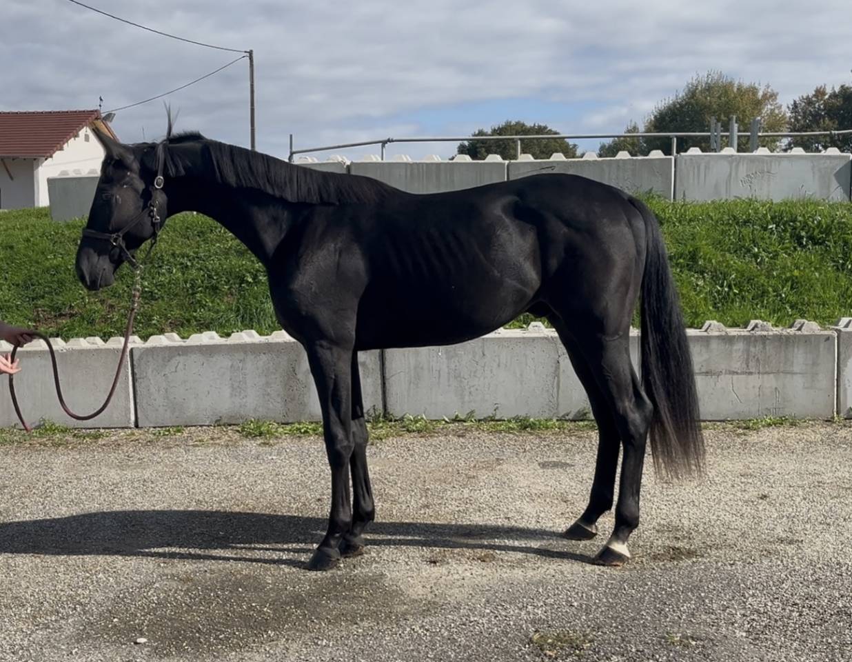 Hongre kwpn orientation dressage 