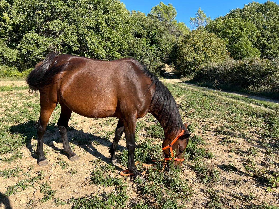Jument TROTTEUR FRANÇAIS